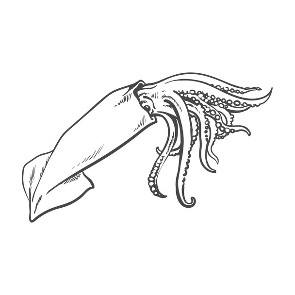vector sketch cartoon sea squid isolated - Vektör, Görsel