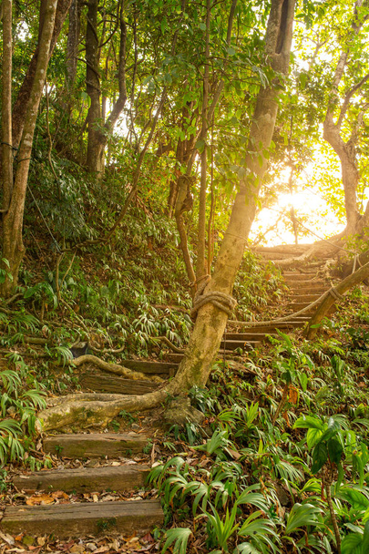 Stairs leading up in jungle - Foto, afbeelding