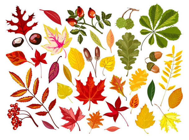 Яркие осенние листья   - Вектор,изображение
