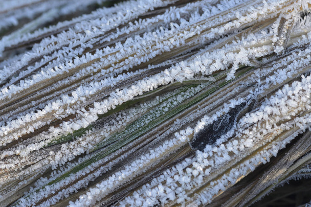 Soft rime reed - Photo, Image