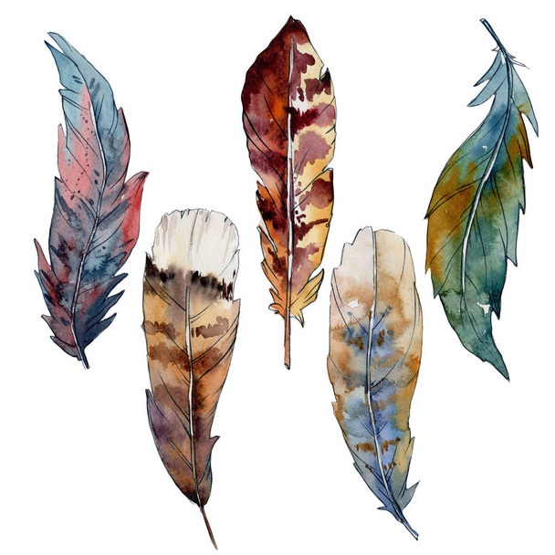 Watercolor bird feather from wing isolated. - 写真・画像