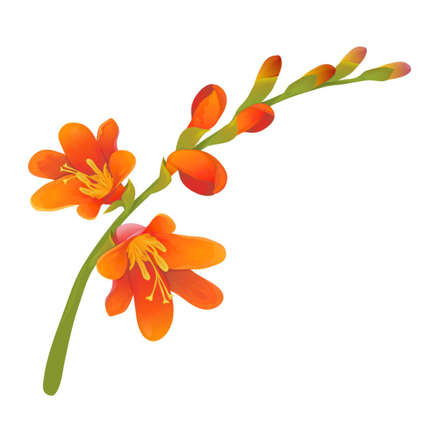 Crocosmia virágos ág - Vektor, kép