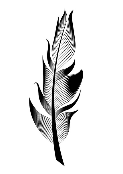 Pluma de ave estilizada vectorial. Objeto lineal para decoración
. - Vector, Imagen