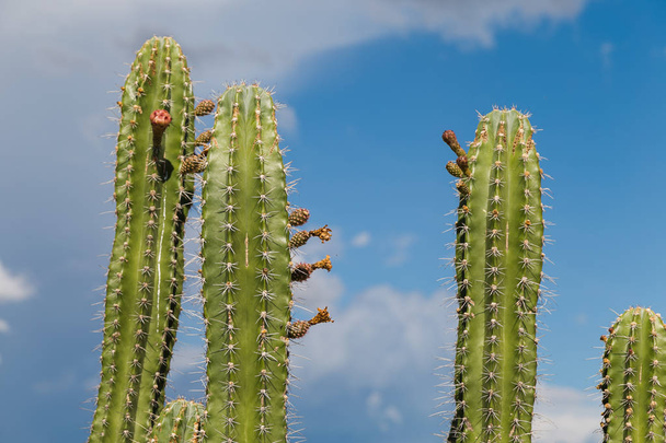 big cactuses in red desert, tatacoa desert, colombia, latin amer - Photo, image