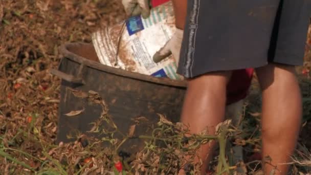 Arbeiter ernten Tomaten - Filmmaterial, Video