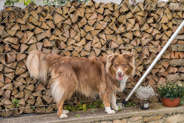 brązowy pies stojący na ściany ogrodu - Zdjęcie, obraz