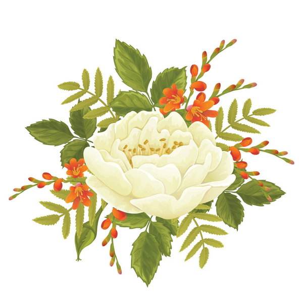 Witte roos grafische bloemen - Vector, afbeelding