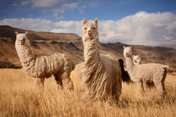 Alpaki w Andach, w Peru - Zdjęcie, obraz