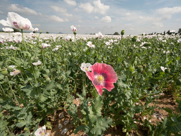 White poppy flower in the wind. Filed with green poppy heads in background. - Photo, Image