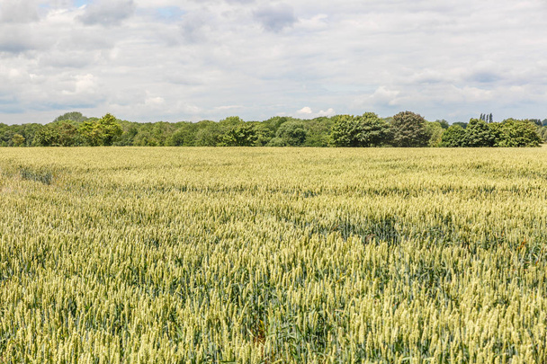 Пейзаж с мясом и деревьями в Англии
 - Фото, изображение