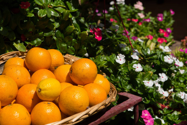 Freshly picked oranges in a basket  - Φωτογραφία, εικόνα