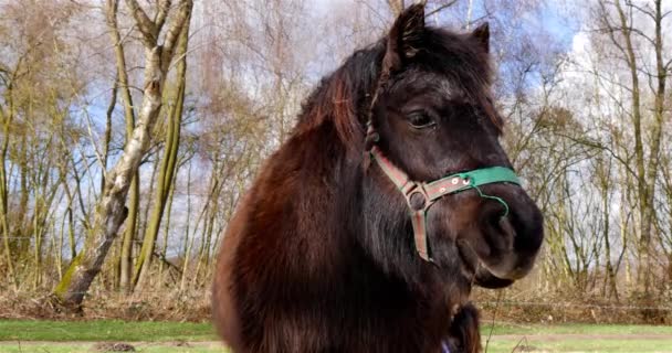 Shetland pony primer plano primavera
 - Imágenes, Vídeo