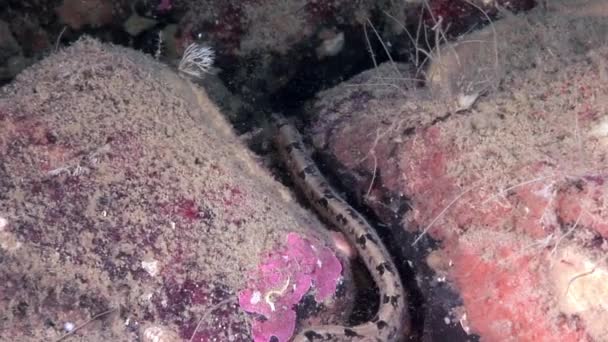 Aal schmollen Hammelfisch perciform auf dem Meeresboden unter Wasser in Ozean des weißen Meeres. - Filmmaterial, Video