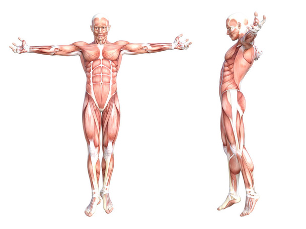 概念的な解剖学健康な皮膚のない人体の筋肉系を設定します。教育、フィットネススポーツ、医学のためにポーズをとっている若い成人男性は、白い背景に隔離されています。生物科学3Dイラスト - 写真・画像