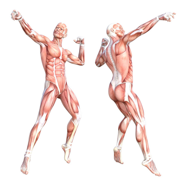 概念的な解剖学健康な皮膚のない人体の筋肉系を設定します。教育、フィットネススポーツ、医学のためにポーズをとっている若い成人男性は、白い背景に隔離されています。生物科学3Dイラスト - 写真・画像