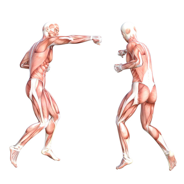 Εννοιολογική ανατομία υγιή skinless ανθρώπινο σώμα μυϊκό σύστημα που. Αθλητικός νεαρός ενήλικας ποζάρει για εκπαίδευση, γυμναστική, ιατρική που απομονώνεται σε λευκό φόντο. Βιολογία επιστήμη 3D εικονογράφηση - Φωτογραφία, εικόνα