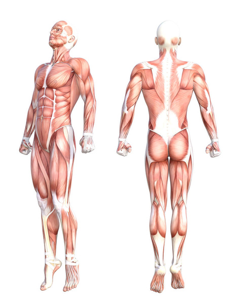 Conceptual anatomy healthy skinless human body muscle system set. Athletic young adult man posing for education, fitness sport, medicine isolated on white background. Biology science 3D illustration - Photo, Image