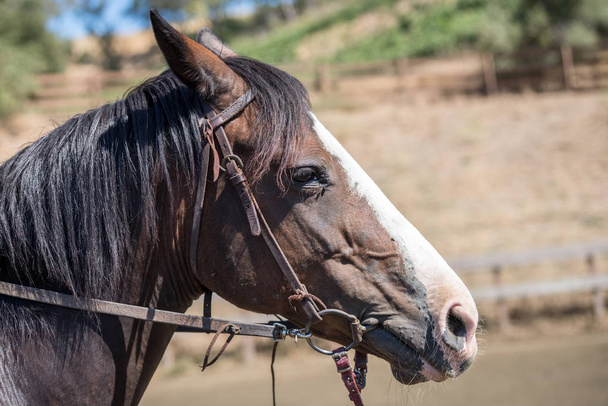Κεφάλι προφίλ άλογο από κοντά - Φωτογραφία, εικόνα
