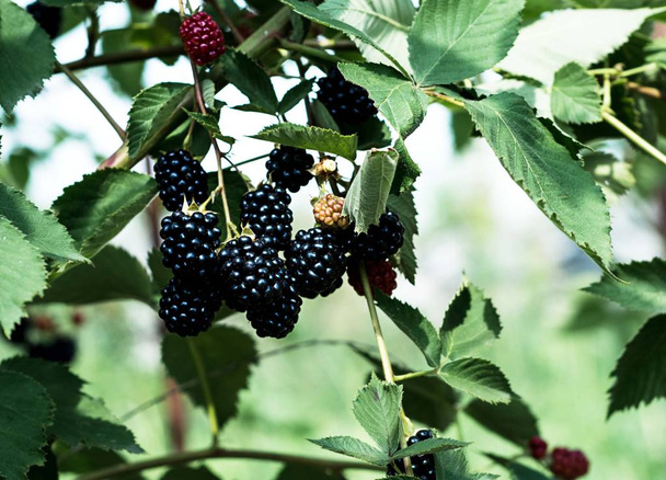 Blackberry en los arbustos verdes
 - Foto, Imagen