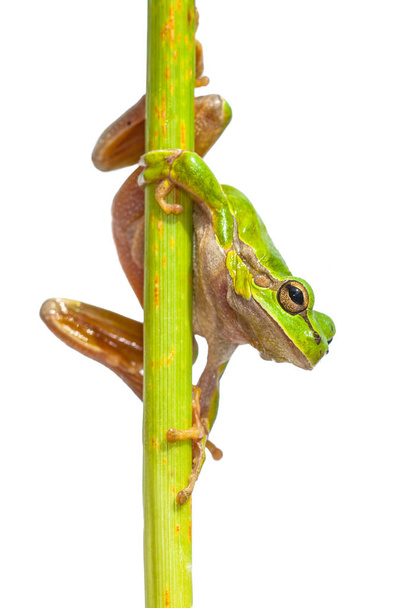 Wild Tree frog - Photo, Image