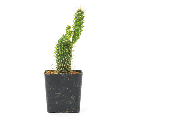 Beautiful Cactus isolated on white background - Photo, Image