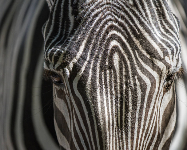Крупный план африканской зебры, демонстрирующей свои глаза и рисунок
 - Фото, изображение