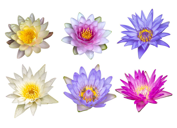 蓮の花は白い背景のセットを分離 - 写真・画像