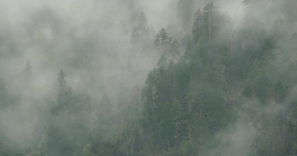 4 k βουνό ομίχλη ανατέλλει το πρωί, ομίχλης πεύκα, Bomi County στο Θιβέτ. - Πλάνα, βίντεο