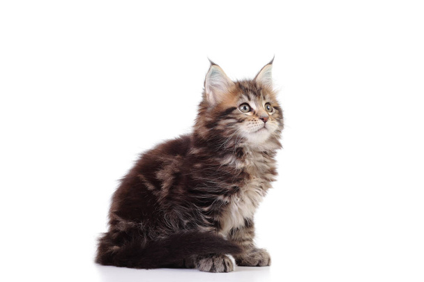 kitten of maine coon on white background - Photo, Image