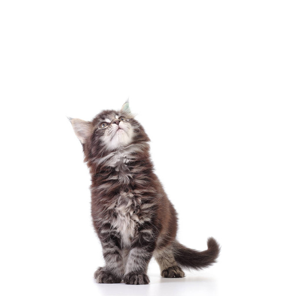 白い背景のメインクーンの子猫 - 写真・画像