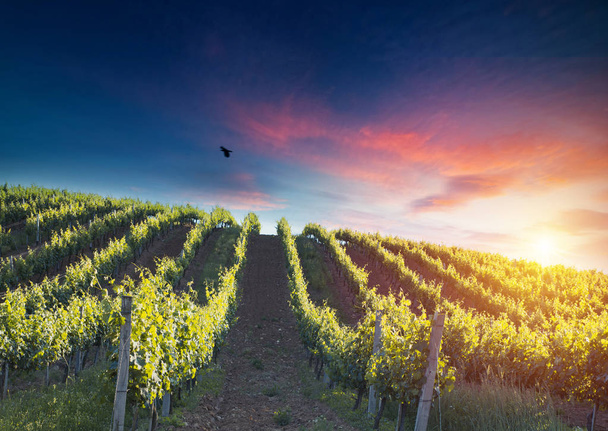 Vörösbor hordóval a szőlőültetvényen zöld Toszkánában, Olaszország - Fotó, kép