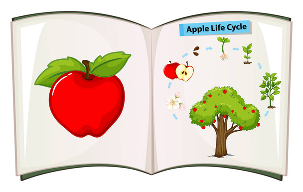 Book of apple life cycle - Vector, Image