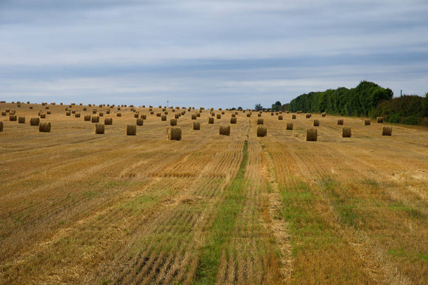 Campo di grano raccolto. Molte pile di paglia
. - Foto, immagini