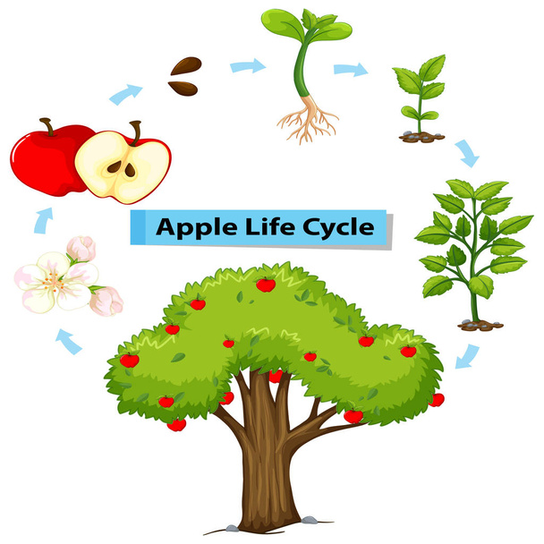 Schemat cyklu życia wyświetlone Apple - Wektor, obraz