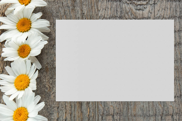 Garden flowers Daisy on a wooden background with place for your text. Copy space - Foto, Imagen