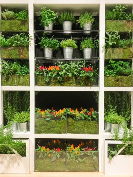 Várias plantas e flores em estante
 - Foto, Imagem