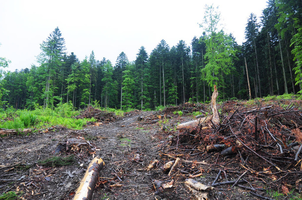 ウクライナ, ヨーロッパの森林伐採。森林伐採後の木の切り株. - 写真・画像