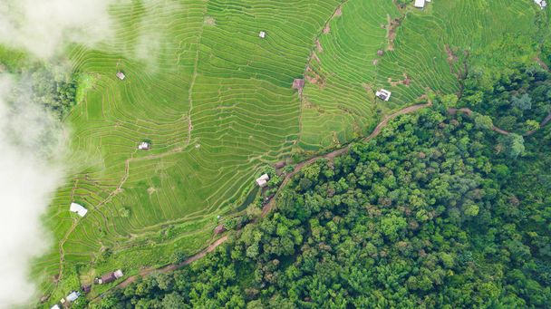 Blick von oben auf die Reisfelder - Foto, Bild