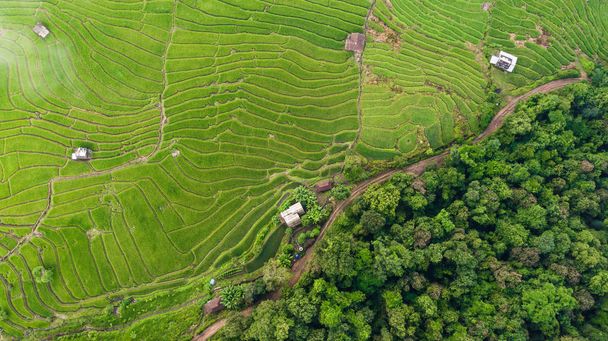 Pirinç çeltik alanlarının Üstten Görünüm - Fotoğraf, Görsel