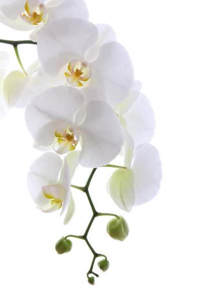 Orquídea branca
 - Foto, Imagem