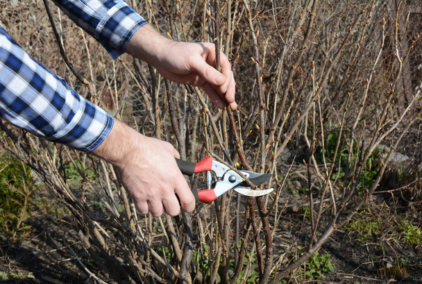 Blackcurrant bush pruning  with bypass secateurs. - Photo, Image
