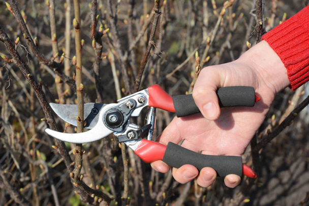  Gardener hand cut blackcurrant (Ribes nigrum) branch with bypass secateurs.  - Photo, Image