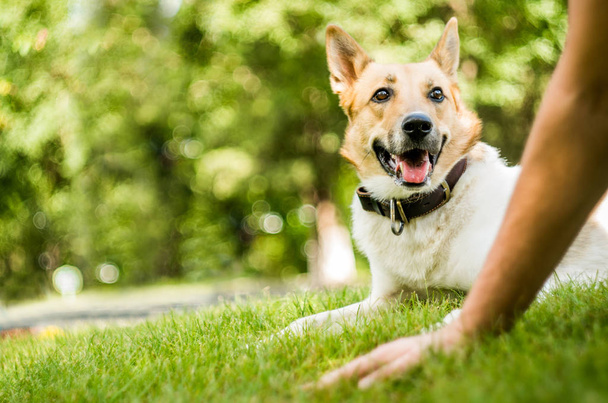 un chien est allongé sur l'herbe en regardant son propriétaire
 - Photo, image