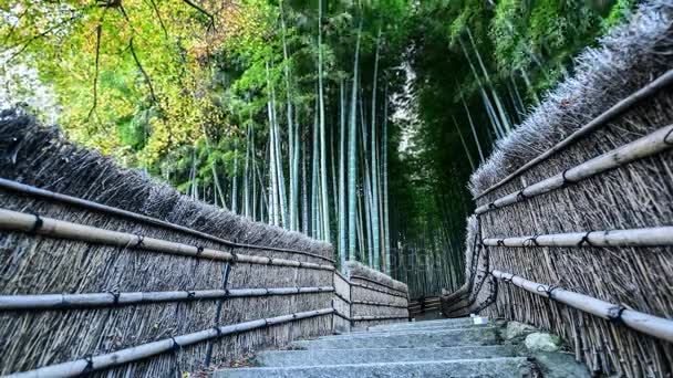 Arashiyama Bamboo Forest v Kjótu, Japonsko  - Záběry, video