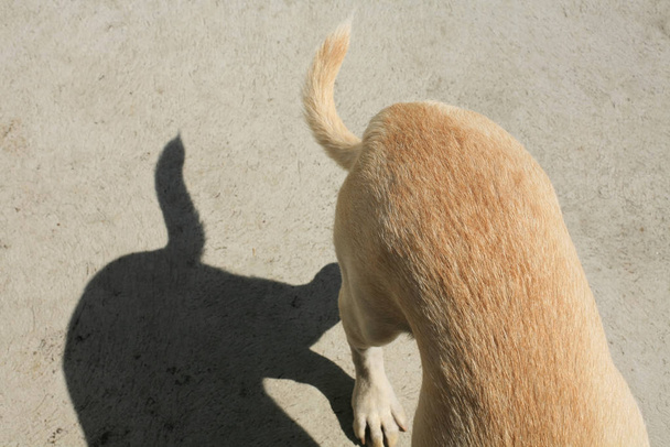 hond terug en staart met schaduwen - Foto, afbeelding
