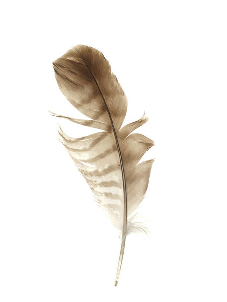 Bird feather isolated on white background - 写真・画像