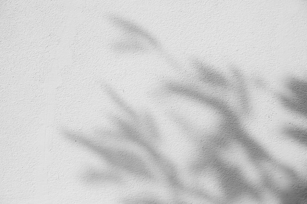 Black and White  abstract background textuer of shadows leaf on a concrete wall. - Fotografie, Obrázek