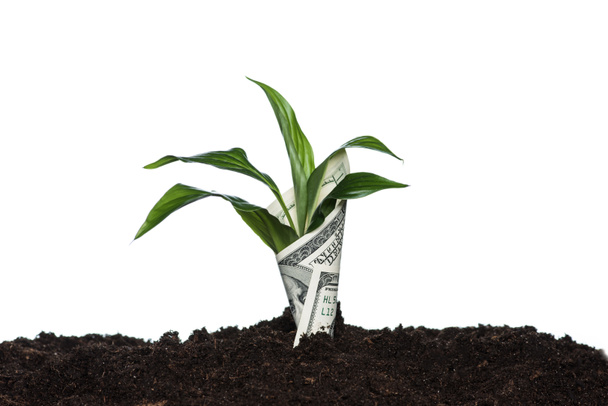 plant covered with dollar - Foto, Bild