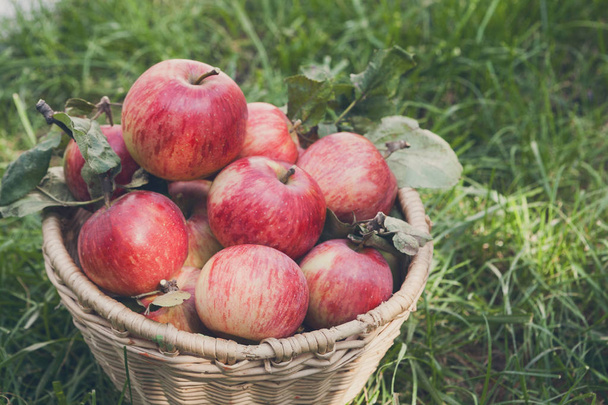 Basket with apples harvest on grass in garden, top view - Photo, Image