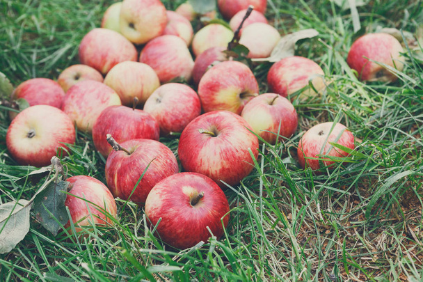 Cosecha de manzanas en césped en el jardín, vista superior
 - Foto, Imagen